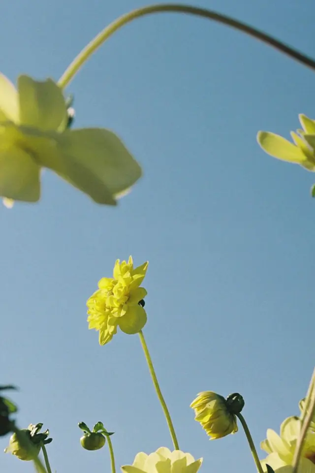 Flores amarelas contra o céu